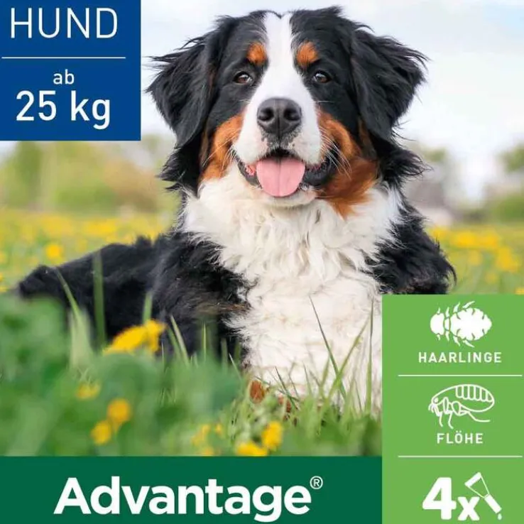 Advantage 400 für Hunde ab 25 kg, 1X4 St