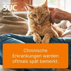 Coenzyme compositum® ad us. vet. Ampullen (2,2 ml), 10 St