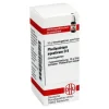 DHU Phellandrium Aquaticum D 6 G, 10 g