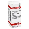 DHU Plumbum metallicum C 30 Globuli, 10 g