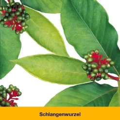 dystoLoges® Tabletten, 100 St