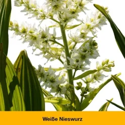 dystoLoges Tropfen, 50 ml