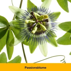 dystoLoges Tropfen, 50 ml