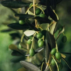 Oliveda SOS Olivenblatt Gel Protection, 50 ml