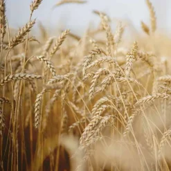 Rausch After-Sun-Shampoo mit Weizenkeim, 200 ml