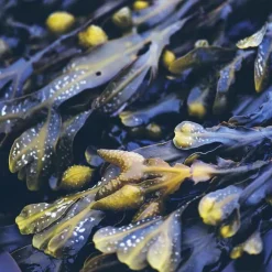 Rausch Anti-Fett-Kopfhaut-Kur mit Meerestang Tube, 100 ml