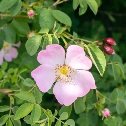 Rausch Farbschutz-Conditioner mit Wildrose, 150 ml