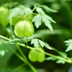 Rausch Sensitive-Conditioner mit Herzsamen, 150 ml