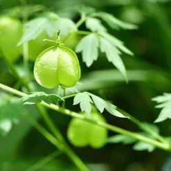 Rausch Sensitive-Shampoo mit Herzsamen, 200 ml