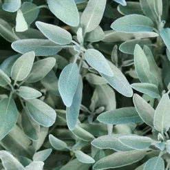 Rausch Silberglanz-Shampoo mit Salbei, 40 ml