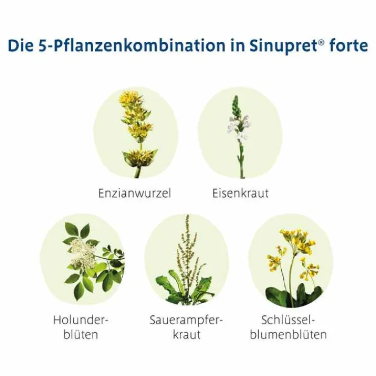 Sinupret forte überzogene Tabletten, 50 St