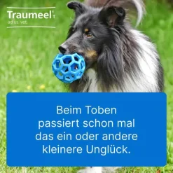 Traumeel T ad us. vet. Tabletten für Hund und Katze, 500 St